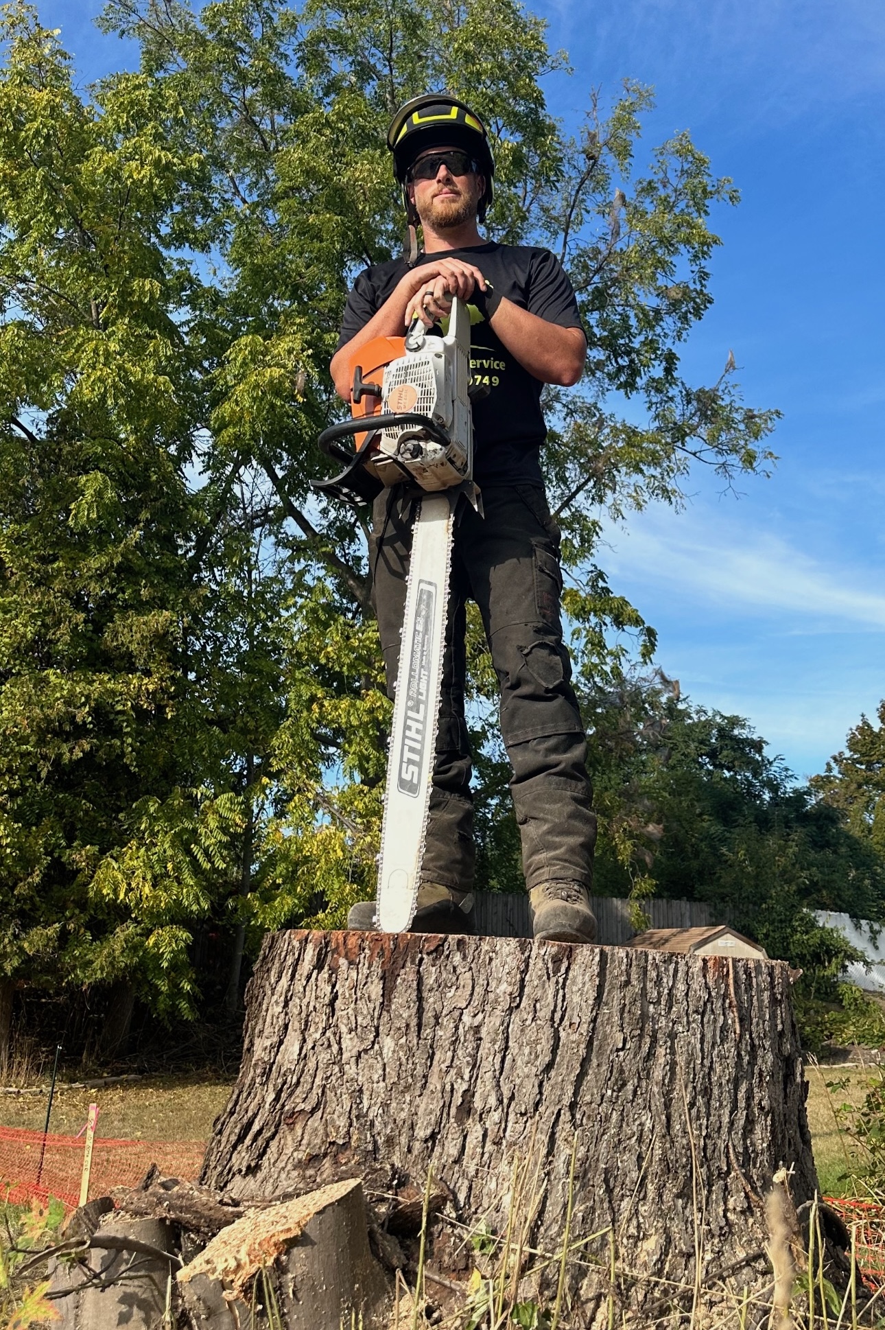 Sully Tree Service can handle trees big and small